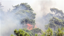 Atatürk Orman Çiftliğinde Orman Yangını